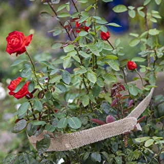 Jutas lente 5 cm /  8 m – photo 7
