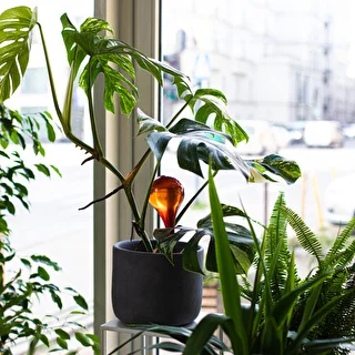 Laistīšanas lodītes augiem, caurspīdīgas dzintara krāsas, 400 ml, 2 gab. – photo 11