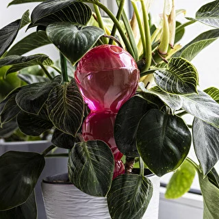 Trīskameru apūdeņošanas bumba (ar trim kamerām), caurspīdīgi rozā, 600 ml – photo 7