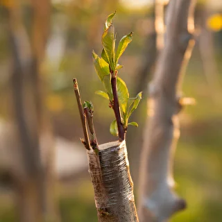 Dārza potēšanas lente, caurspīdīga, 100 m x 3 cm – photo 5