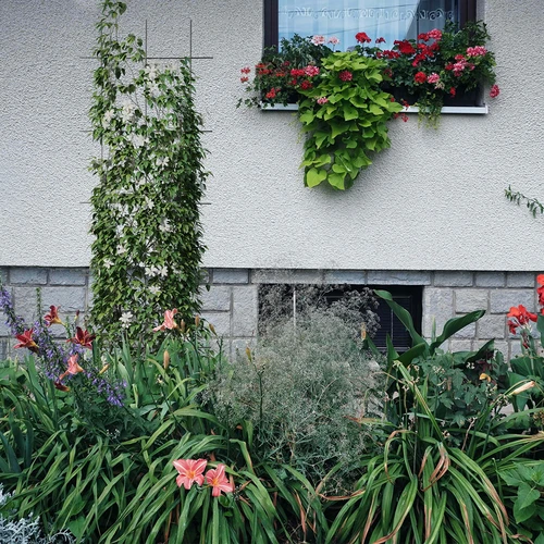 Augu balsts - režģis (150 cm x 45 cm) 3 gabali - 4