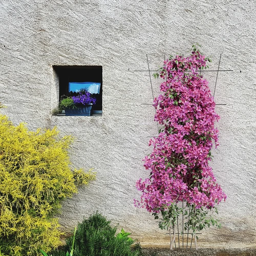 Augu balsts - režģis (150 cm x 75 cm) 2 gabali - 4