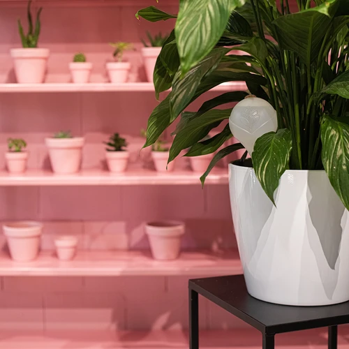 Augu laistīšanas bumbas, baltas pusskaidras ar korķa aizbāžņiem, 400 ml, 4 gab. - 12