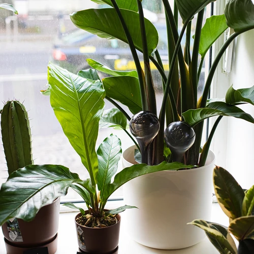 Augu laistīšanas bumbas, caurspīdīgi melnas, 400 ml, 4 gab. - 12