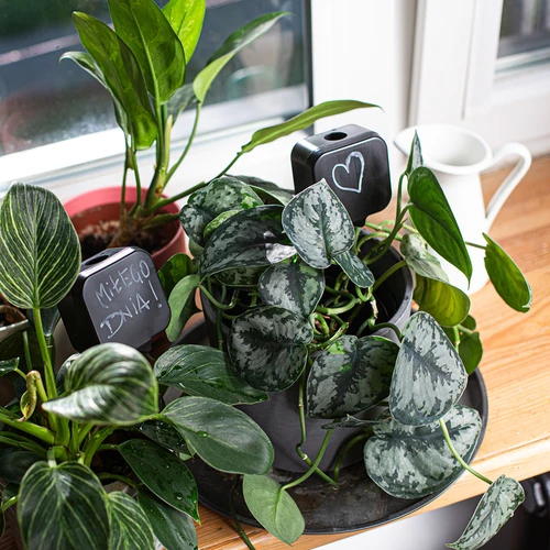 Augu laistītājs – melna plāksnīte, 200 ml - 10