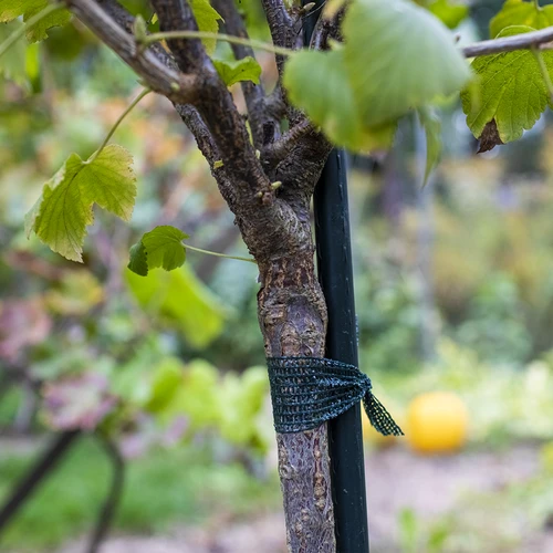 Augu piesiešanas lente PE 3 cm x 50 m - 3