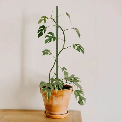 Bioogród dārza mieti – tērauda, pārklāti, 0,75 m, Ø 8 mm, 10 gab. - 4