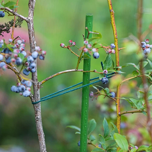 Bioogród dārza mietiņi – tērauda ar pārklājumu, 1,5 m, Ø 11 mm, 10 gab. - 4