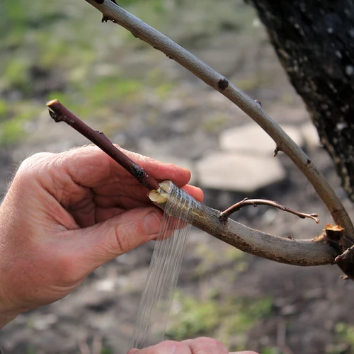 Dārza potēšanas lente, caurspīdīga, 100 m x 3 cm - 4