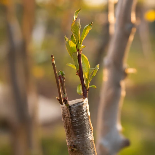 Dārza potēšanas lente, caurspīdīga, 100 m x 3 cm - 5