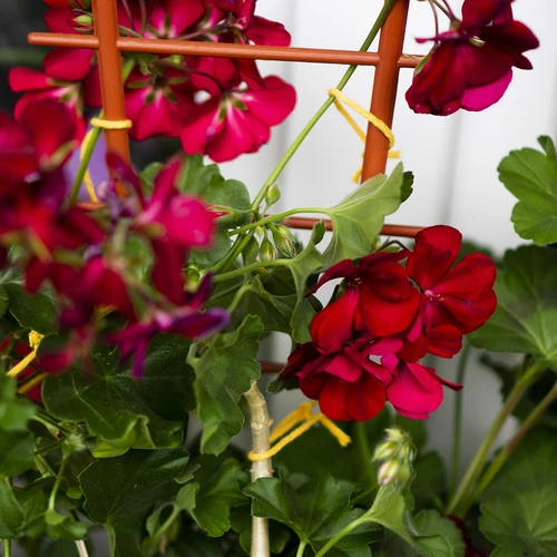 Dzeltena kokvilnas aukla 2 mm/55 m/100 g - 11