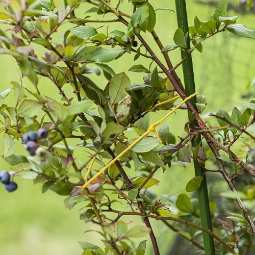 Dzeltena kokvilnas aukla 2 mm/55 m/100 g - 8
