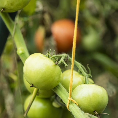 Dzeltena kokvilnas aukla 2 mm/55 m/100 g - 10