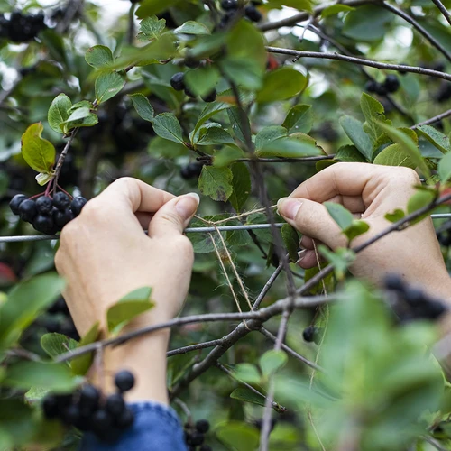 Džutas aukla 1,5 mm/100 m/100 g - 8