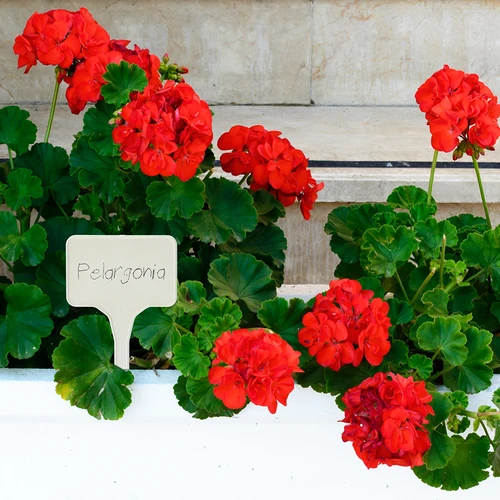 Etiķetes augu marķēšanai + zīmulis mix 10+20 gab. - 9