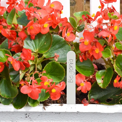 Etiķetes augu marķēšanai + zīmulis mix 10+20 gab. - 8