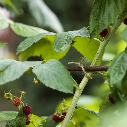 Jutas aukla 2 mm/235 m/500 g - 9