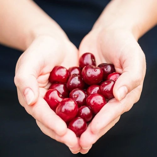 Kauliņu izņēmējs skābajiem un saldajiem ķiršiem - 11