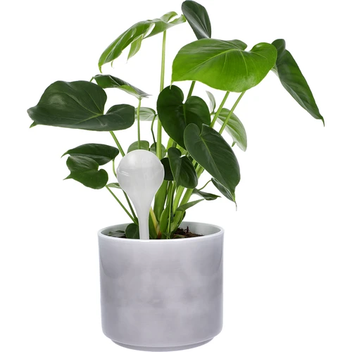 Laistīšanas bumbas augiem, baltas puscaurspīdīgas, 400 ml, 4 gab. - 6