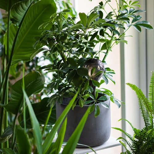 Laistīšanas bumbas augiem, caurspīdīgi melnas, 400 ml, 2 gab. - 10