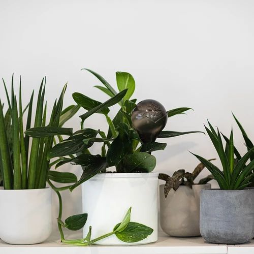 Laistīšanas bumbas augiem, caurspīdīgi melnas, 400 ml, 2 gab. - 11