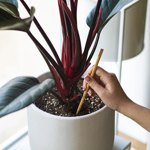 Laistīšanas bumbiņas augiem, caurspīdīgi zaļas, 400 ml, 4 gab. - 7