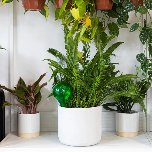 Laistīšanas bumbiņas augiem, caurspīdīgi zaļas, 400 ml, 4 gab. - 11