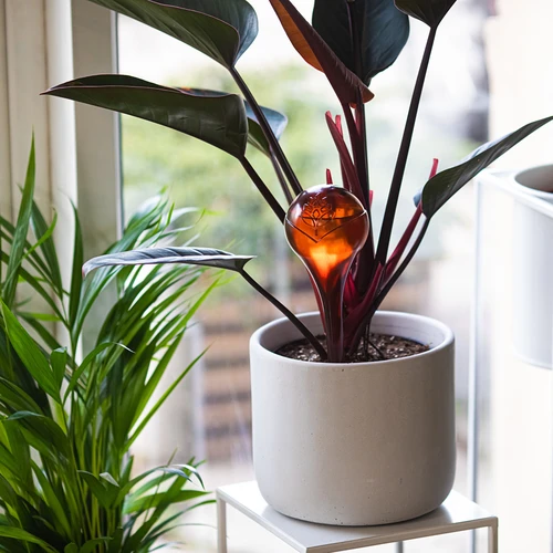 Laistīšanas lodītes augiem, caurspīdīgas dzintara krāsas, 400 ml, 2 gab. - 9