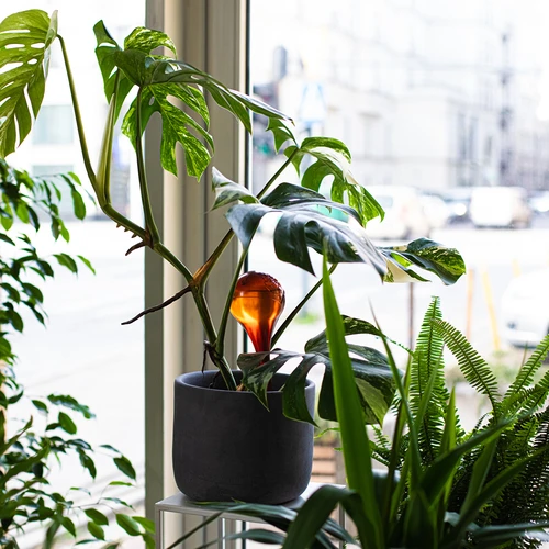 Laistīšanas lodītes augiem, caurspīdīgas dzintara krāsas, 400 ml, 2 gab. - 11