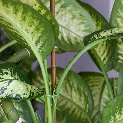 Pārklāts tērauda augu balsts bambusa formā, 150 cm x 11mm - 4