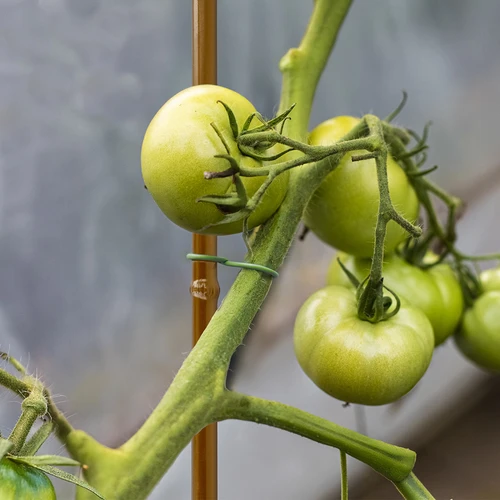 Pārklāts tērauda augu balsts bambusa formā, 90 cm x 8 mm - 5