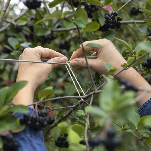 Sisāla aukla 1,8 mm/115 m/250 g - 7