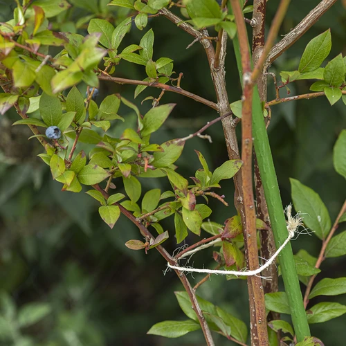 Sisāla aukla 1,8 mm/115 m/250 g - 8