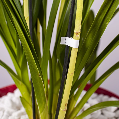 Skavas dārza skavotājam - 10000 gab. - 6