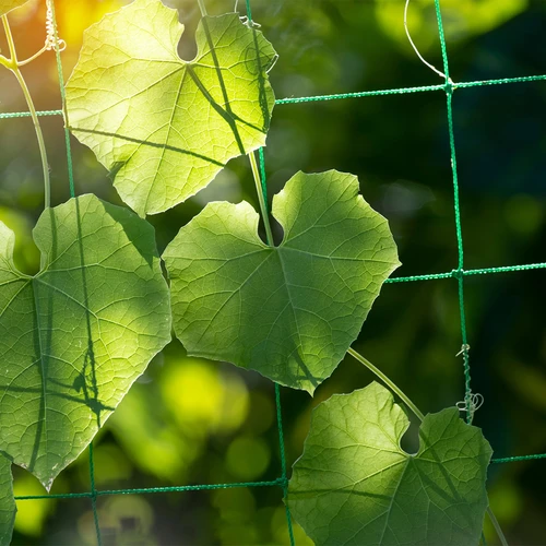 Tīkls kāpjošajiem augiem, 1,8 x 2,7m - 6