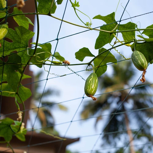 Tīkls kāpjošajiem augiem, 1,8 x 2,7m - 7