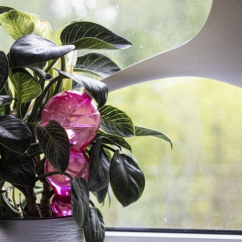 Trīskameru apūdeņošanas bumba (ar trim kamerām), caurspīdīgi rozā, 600 ml - 6