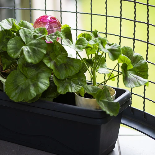 Trīskameru apūdeņošanas bumba (ar trim kamerām), caurspīdīgi rozā, 600 ml - 9