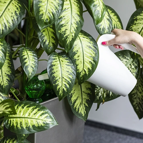 Trīskārša (trīskameru) laistīšanas bumba, caurspīdīgi zaļa, ar keramisku konusu, 600 ml - 6