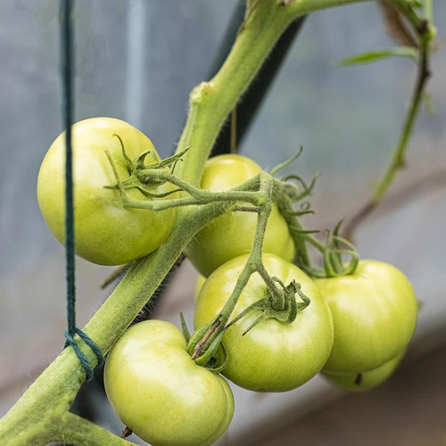 Zaļa kokvilnas aukla 2 mm/55 m/100 g - 9