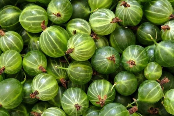 Ērkšķogu uzlējums - uzlējums no ērkšķogām