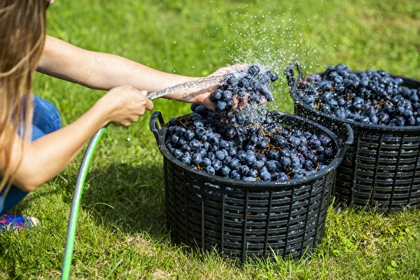 Kā pagatavot vīnu soli pa solim?