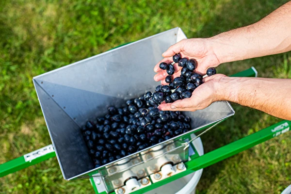 Kā pagatavot vīnu soli pa solim?