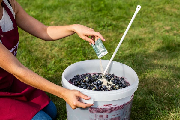 Kā pagatavot vīnu soli pa solim?