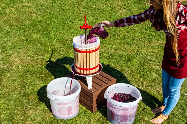 Kā pagatavot vīnu soli pa solim?