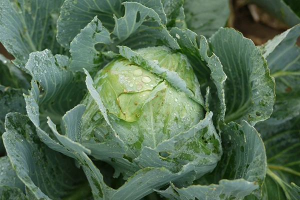 Skābēti kāposti pēc Silvijas kundzes receptes