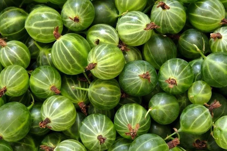 Browin Przepiśnik - Ērkšķogu uzlējums - uzlējums no ērkšķogām