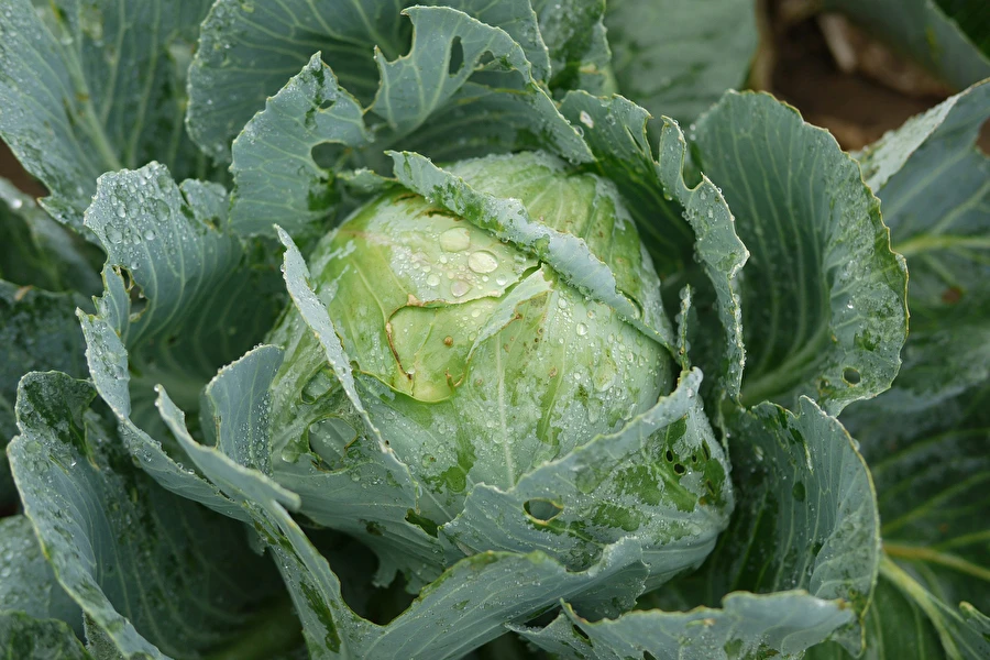 Browin Przepiśnik - Skābēti kāposti pēc Silvijas kundzes receptes